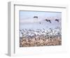 USA, New Mexico, Bosque del Apache, Snow Geese following sand Hill Cranes-Terry Eggers-Framed Photographic Print