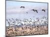 USA, New Mexico, Bosque del Apache, Snow Geese following sand Hill Cranes-Terry Eggers-Mounted Photographic Print