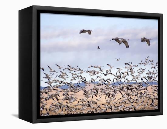 USA, New Mexico, Bosque del Apache, Snow Geese following sand Hill Cranes-Terry Eggers-Framed Stretched Canvas