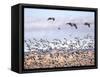 USA, New Mexico, Bosque del Apache, Snow Geese following sand Hill Cranes-Terry Eggers-Framed Stretched Canvas