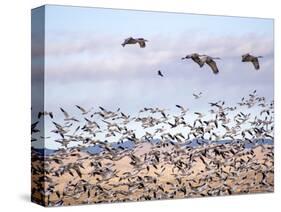 USA, New Mexico, Bosque del Apache, Snow Geese following sand Hill Cranes-Terry Eggers-Stretched Canvas