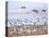 USA, New Mexico, Bosque del Apache, Snow Geese following sand Hill Cranes-Terry Eggers-Stretched Canvas