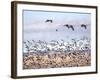 USA, New Mexico, Bosque del Apache, Snow Geese following sand Hill Cranes-Terry Eggers-Framed Photographic Print