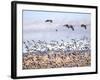 USA, New Mexico, Bosque del Apache, Snow Geese following sand Hill Cranes-Terry Eggers-Framed Photographic Print