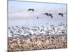 USA, New Mexico, Bosque del Apache, Snow Geese following sand Hill Cranes-Terry Eggers-Mounted Photographic Print