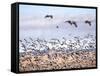 USA, New Mexico, Bosque del Apache, Snow Geese following sand Hill Cranes-Terry Eggers-Framed Stretched Canvas