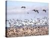 USA, New Mexico, Bosque del Apache, Snow Geese following sand Hill Cranes-Terry Eggers-Stretched Canvas