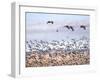 USA, New Mexico, Bosque del Apache, Snow Geese following sand Hill Cranes-Terry Eggers-Framed Photographic Print