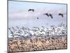 USA, New Mexico, Bosque del Apache, Snow Geese following sand Hill Cranes-Terry Eggers-Mounted Photographic Print