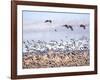 USA, New Mexico, Bosque del Apache, Snow Geese following sand Hill Cranes-Terry Eggers-Framed Photographic Print