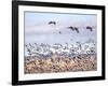 USA, New Mexico, Bosque del Apache, Snow Geese following sand Hill Cranes-Terry Eggers-Framed Photographic Print