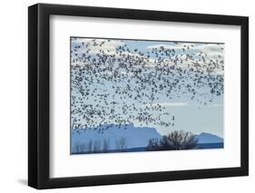 USA, New Mexico, Bosque del Apache. Snow geese in flight.-Jaynes Gallery-Framed Premium Photographic Print