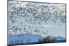 USA, New Mexico, Bosque del Apache. Snow geese in flight.-Jaynes Gallery-Mounted Premium Photographic Print