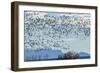 USA, New Mexico, Bosque del Apache. Snow geese in flight.-Jaynes Gallery-Framed Photographic Print