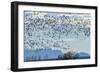 USA, New Mexico, Bosque del Apache. Snow geese in flight.-Jaynes Gallery-Framed Photographic Print