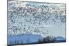 USA, New Mexico, Bosque del Apache. Snow geese in flight.-Jaynes Gallery-Mounted Photographic Print