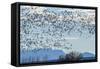 USA, New Mexico, Bosque del Apache. Snow geese in flight.-Jaynes Gallery-Framed Stretched Canvas