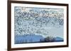 USA, New Mexico, Bosque del Apache. Snow geese in flight.-Jaynes Gallery-Framed Premium Photographic Print