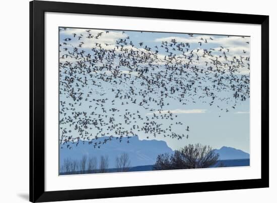 USA, New Mexico, Bosque del Apache. Snow geese in flight.-Jaynes Gallery-Framed Premium Photographic Print