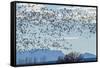 USA, New Mexico, Bosque del Apache. Snow geese in flight.-Jaynes Gallery-Framed Stretched Canvas