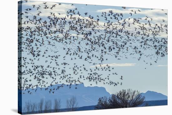 USA, New Mexico, Bosque del Apache. Snow geese in flight.-Jaynes Gallery-Stretched Canvas