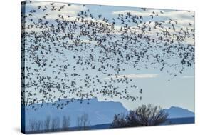 USA, New Mexico, Bosque del Apache. Snow geese in flight.-Jaynes Gallery-Stretched Canvas