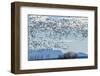 USA, New Mexico, Bosque del Apache. Snow geese in flight.-Jaynes Gallery-Framed Photographic Print