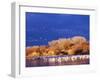 USA, New Mexico, Bosque del Apache-Terry Eggers-Framed Photographic Print