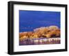 USA, New Mexico, Bosque del Apache-Terry Eggers-Framed Photographic Print