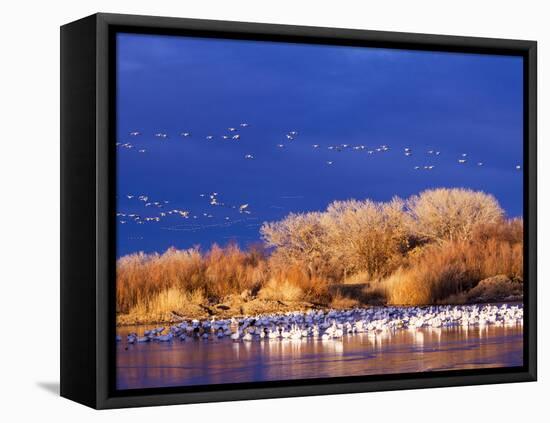 USA, New Mexico, Bosque del Apache-Terry Eggers-Framed Stretched Canvas