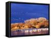 USA, New Mexico, Bosque del Apache-Terry Eggers-Framed Stretched Canvas