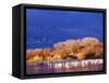 USA, New Mexico, Bosque del Apache-Terry Eggers-Framed Stretched Canvas