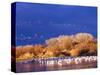 USA, New Mexico, Bosque del Apache-Terry Eggers-Stretched Canvas