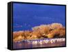 USA, New Mexico, Bosque del Apache-Terry Eggers-Framed Stretched Canvas