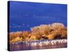 USA, New Mexico, Bosque del Apache-Terry Eggers-Stretched Canvas