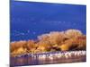 USA, New Mexico, Bosque del Apache-Terry Eggers-Mounted Photographic Print