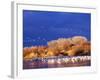 USA, New Mexico, Bosque del Apache-Terry Eggers-Framed Photographic Print