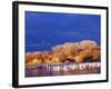 USA, New Mexico, Bosque del Apache-Terry Eggers-Framed Photographic Print