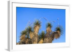 Usa, New Mexico, City of Rocks State Park. Yucca Plants-Don Paulson-Framed Photographic Print