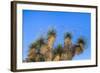 Usa, New Mexico, City of Rocks State Park. Yucca Plants-Don Paulson-Framed Photographic Print