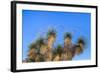 Usa, New Mexico, City of Rocks State Park. Yucca Plants-Don Paulson-Framed Photographic Print