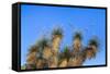 Usa, New Mexico, City of Rocks State Park. Yucca Plants-Don Paulson-Framed Stretched Canvas