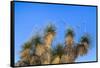 Usa, New Mexico, City of Rocks State Park. Yucca Plants-Don Paulson-Framed Stretched Canvas