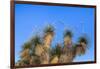 Usa, New Mexico, City of Rocks State Park. Yucca Plants-Don Paulson-Framed Photographic Print