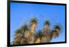 Usa, New Mexico, City of Rocks State Park. Yucca Plants-Don Paulson-Framed Photographic Print