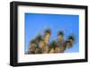 Usa, New Mexico, City of Rocks State Park. Yucca Plants-Don Paulson-Framed Photographic Print