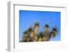 Usa, New Mexico, City of Rocks State Park. Yucca Plants-Don Paulson-Framed Photographic Print