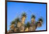 Usa, New Mexico, City of Rocks State Park. Yucca Plants-Don Paulson-Framed Premium Photographic Print