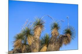 Usa, New Mexico, City of Rocks State Park. Yucca Plants-Don Paulson-Mounted Premium Photographic Print