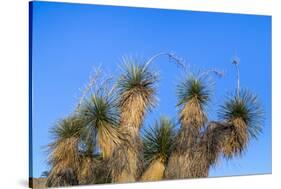 Usa, New Mexico, City of Rocks State Park. Yucca Plants-Don Paulson-Stretched Canvas